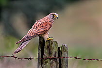 Young male Kestrel (Falco tinnunculus) perching on roadside fence post, Yorkshire, UK, July.
