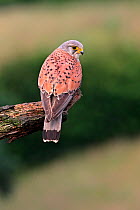 Male Kestrel (Falco tinnunculus) perching on lookout branch, Yorkshire, UK, July.