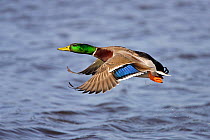 Male Mallard (Anas platyrhynchos) flying low over lake just after take off. Lancashire, UK, March.