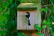 Male Pied Flycatcher (Ficedula hypoleuca) arriving at nest box with insect prey, North Wales, UK, June.