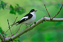 Male Pied Flycatcher (Ficedula hypoleuca) with insect prey for chicks in woodland, North Wales, UK, June.