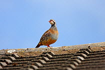 Male Red-legged Partridge (Alectoris rufa) perching on house roof, Cheshire, UK, May 2009