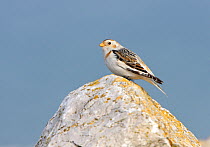 Male Snow Bunting (Plectrophenax nivalis) in winter plumage perching on coastal rocks, North Wales, UK, March.