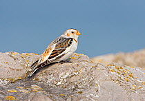 Male Snow Bunting (Plectrophenax nivalis) in winter plumage perching on rock on sea shore, North Wales, UK, March.
