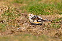 Male Snow Bunting (Plectrophenax nivalis) in winter plumage feeding on rough ground close to the sea shore, North Wales, UK, March.
