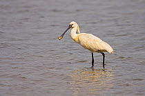 Spoonbill (Platalea leucorodia) wading in water, Conway RSPB reserve, North Wales, UK, May.