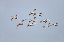 Whooper Swans (Cygnus cygnus) small flock flying in formation, coming i to land at Martin Mere WWT, Lancashire, UK, March.