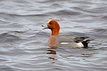Male Wigeon (Anas penelope) calling (whistling) in breeding plumage, Lancashire, UK, March.