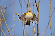 Willow Warbler (Phylloscopus trochilus) displaying on Willow branch, North Wales, UK, April.