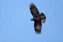 Chough (Pyrrhocorax pyrrhocorax) in flight, South Stack RSPB reserve, Anglesey, Wales, UK, September.