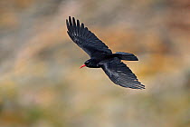 Chough (Pyrrhocorax pyrrhocorax) in flight from cliff, South Stack RSPB reserve, Anglesey, Wales, UK, September.