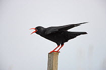Chough (Pyrrhocorax pyrrhocorax) calling from post on cliff top, South Stack RSPB reserve, Anglesey, Wales, UK, September.