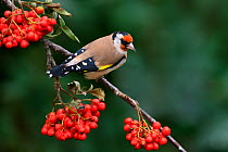 Goldfinch (Carduelis carduelis) perched on Rowan tree branch, Cheshire, UK, September.