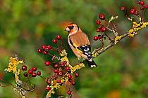 Goldfinch (Carduelis carduelis) perched on Hawthorn, Cheshire, UK, October.