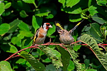 Goldfinch (Carduelis carduelis) chick begging food from adult in garden, Cheshire, UK, June.