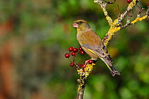 Male Greenfinch (Carduelis chloris) perching on Hawthorn, Cheshire, UK, October.