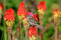 Female House Sparrow (Passer domesticus) perched on Redhot Poker flower in garden, Isles of Scilly, UK, May.