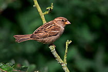 Female House Sparrow (Passer domesticus) perched on branch in garden, Cheshire, UK, June.