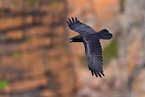 Raven (Corvus corax) calling in flight along cliff face, South Stack RSPB reserve, Anglesey, Wales, UK, October.