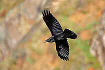 Raven (Corvus corax) in flight next to cliffs, South Stack RSPB reserve, Anglesey, Wales, UK, October 2009