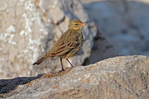 Rock Pipit (Anthus petrosus) singing perched on rocks on beach, North Wales coast, UK, December.