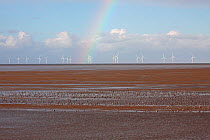 Wading birds feeding on shore after the tide has gone out, with a rainbow and several off-shore wind turbines in background, Liverpool Bay, UK, November.