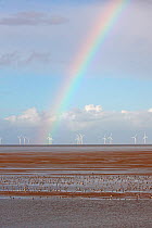 Wading birds feeding on the shore after the tide has gone out, with a rainbow and several off-shore wind turbines in background, Liverpool Bay, UK, November.
