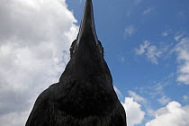 Raven (Corvus corax) Cliffs of Moher, Republic of Ireland, June 2009