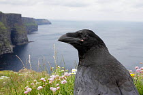 Raven (Corvus corax) on cliff top, Cliffs of Moher, County Clare, Republic of Ireland, June 2009