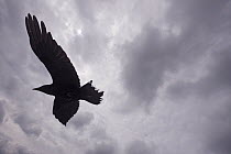 Raven (Corvus corax) in flight, silhouetted, The Burren, County Clare, Republic of Ireland, June 2009