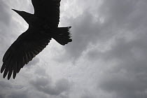 Raven (Corvus corax) in flight, The Burren, County Clare, Republic of Ireland, June 2009