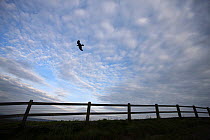 Common raven (Corvus corax) in flight, Cliffs of Moher, County Clare, Republic of Ireland, June 2009