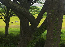 Horses grazing in pasture behind trees, The Burren, County Clare, Republic of Ireland, June 2009
