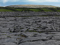 Karst landscape near Black Point, Burren National Park, County Clare, Republic of Ireland, June 2009