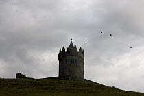 Hooded crows (Covus corone cornix) flying around castle tower, The Burren region, County Clare, Republic of Ireland, June 2009