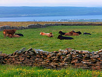 Cattle in a pasture near Ennistymon, County Clare, Republic of Ireland, June 2009