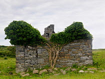 Ivy (Hedera helix) growing over a ruined building, County Clare, Republic of Ireland, June 2009