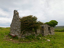 Overgrown ruined building, County Clare, Republic of Ireland, June 2009