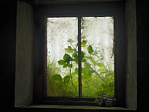 Plants growing up over window of abandonned building, Saltee Islands, County Wexford, Republic of Ireland, June 2009