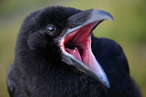 Common raven (Corvus corax) calling, beak open, The Burren, County Clare, Republic of Ireland, June 2009