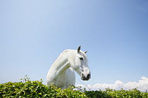 White horse, The Burren region, County Clare, Republic of Ireland, June 2009