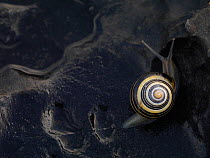 Banded snail (Cepaea sp) The Burren coast, County Clare, Republic of Ireland, June 2009