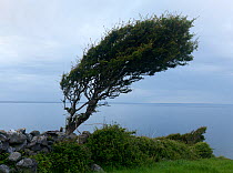 Hawthorn tree (Crataegus monogyna) shaped by the wind, Burren region, County Clare, Republic of Ireland, June 2009