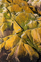Razorbills (Alca torda) on coastal cliff, Saltee Islands, County Wexford, Republic of Ireland, June 2009
