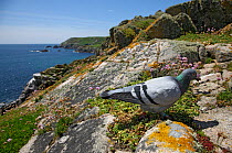 Rock dove (Columba livia) on cliff top, Saltee Islands, County Wexford, Republic of Ireland, June 2009