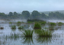 Unique groundwater fed seasonal turlough lake, Burren National Park, County Clare, Republic of Ireland, June 2009