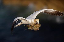 Gannet (Morus bassanus) in flight carrying nest material, Saltee Islands, County Wexford, Republic of Ireland, June 2009