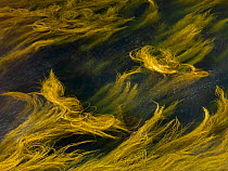 Seaweed, Tory Island, County Donegal, Republic of Ireland, June 2009