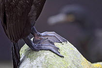 Shag (Phalacrocorax aristotelis) close-up of feet, Saltee Islands, County Wexford, Republic of Ireland, June 2009