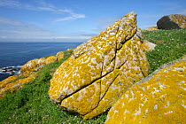 Ornithocoprophile lichens on rocks, Saltee Islands, County Wexford, Republic of Ireland, June 2009